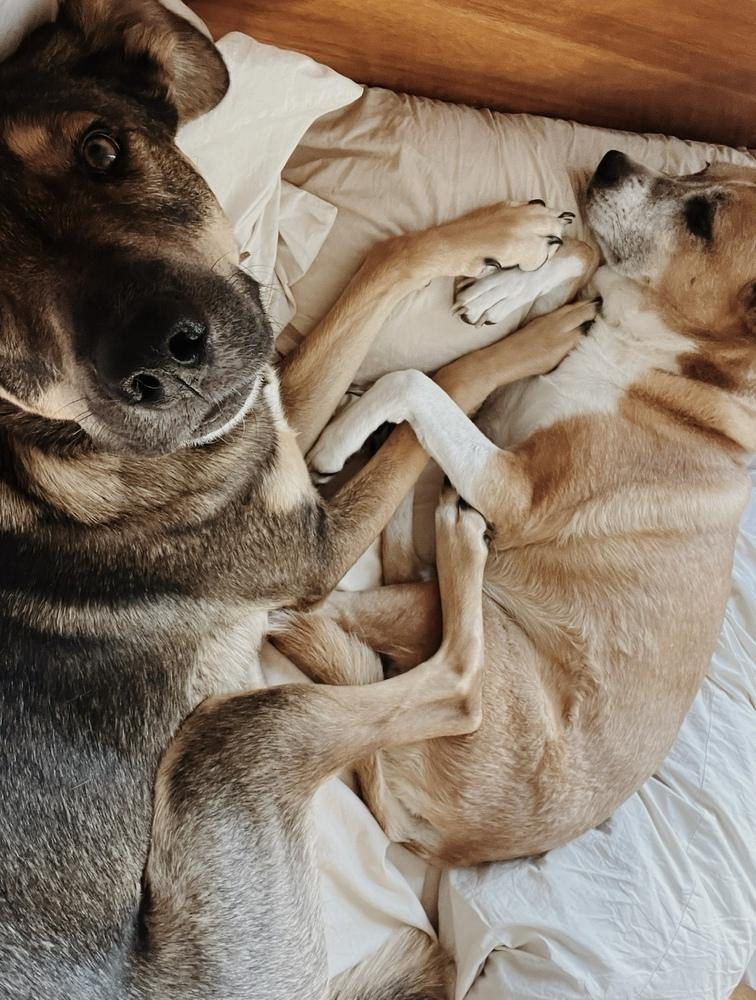 Collins, a Adoptable mixed breed in Denver, CO image 4/6