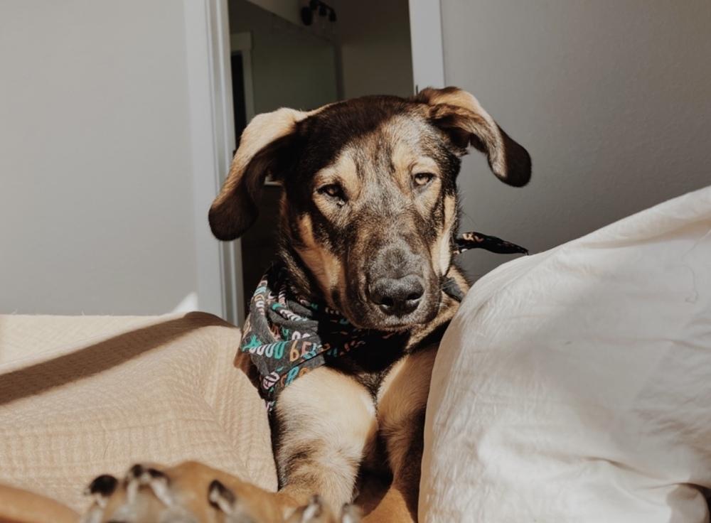 Collins, a Adoptable mixed breed in Denver, CO image 5/6