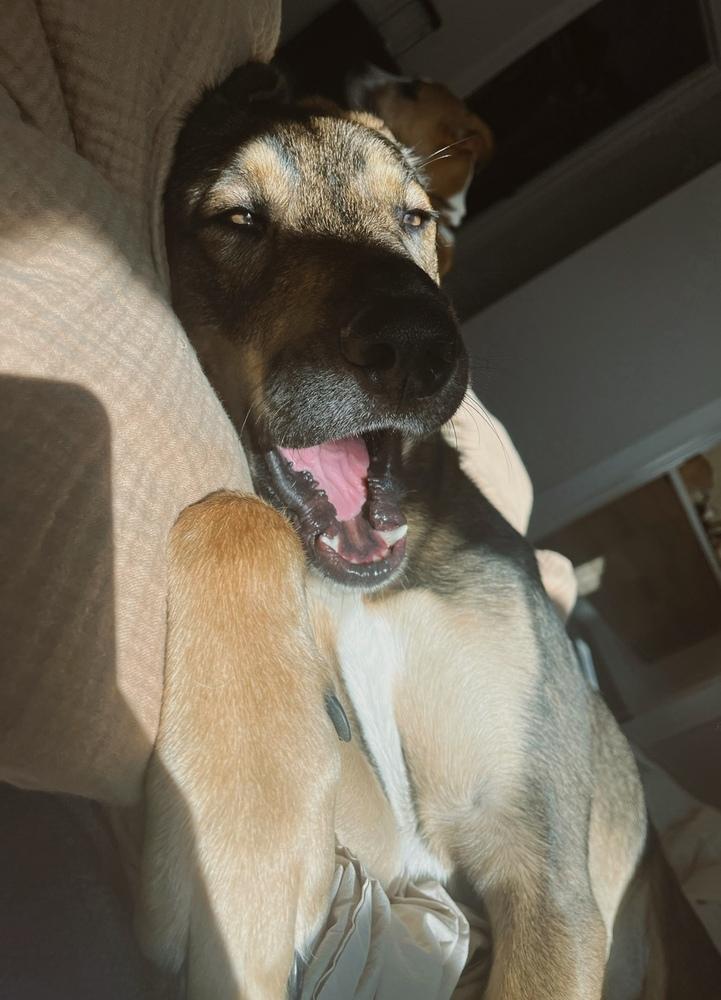 Collins, a Adoptable mixed breed in Denver, CO image 6/6