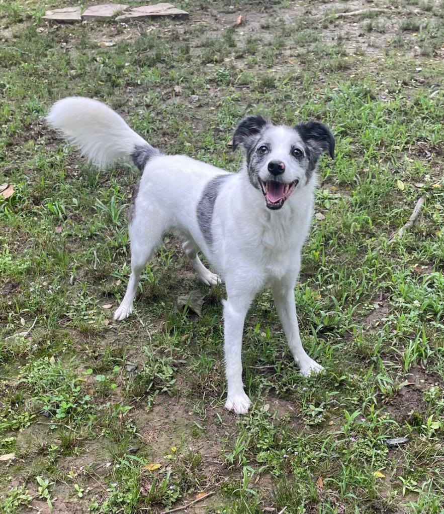Skye, a Adopted mixed breed in Mena, AR image 2/3
