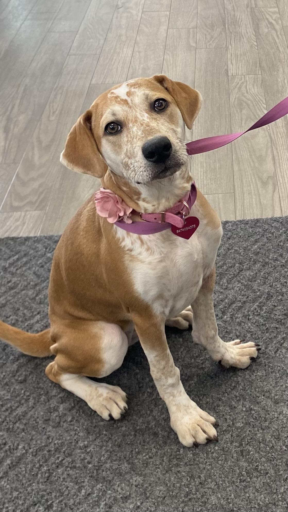 Anne, adopted, Puppy Female Hound.