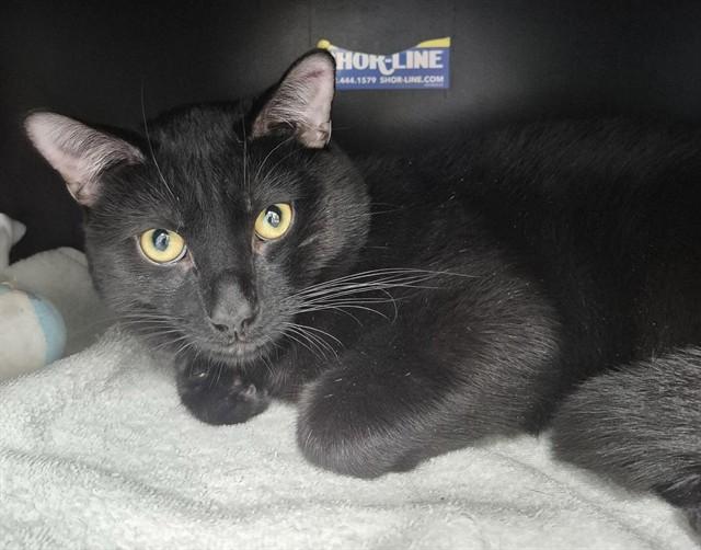 ORANGE, Adoptable, Young Male Domestic Short Hair.