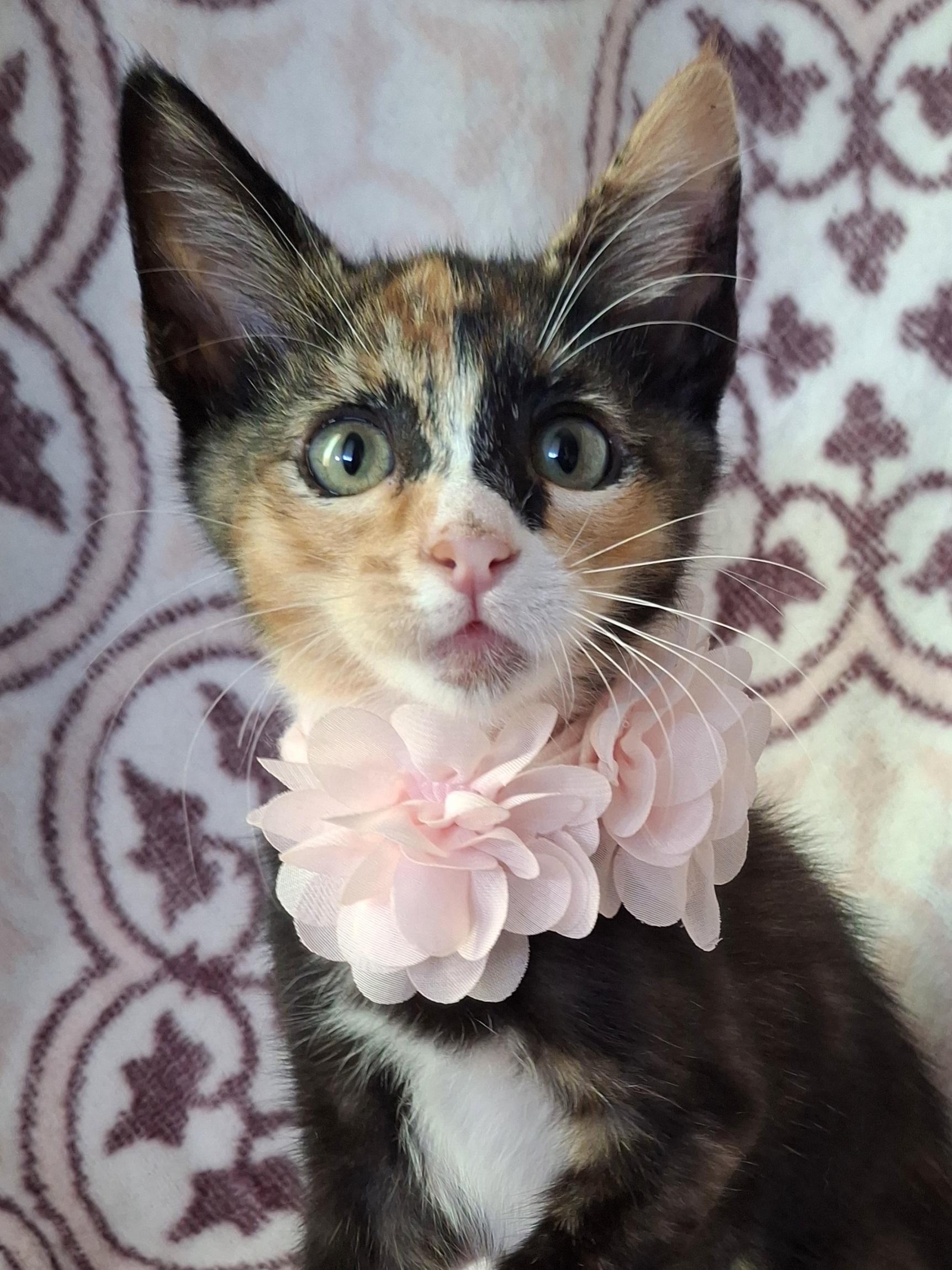 Enlarge Matcha, an adopted mixed breed in Fullerton, CA image 5/5