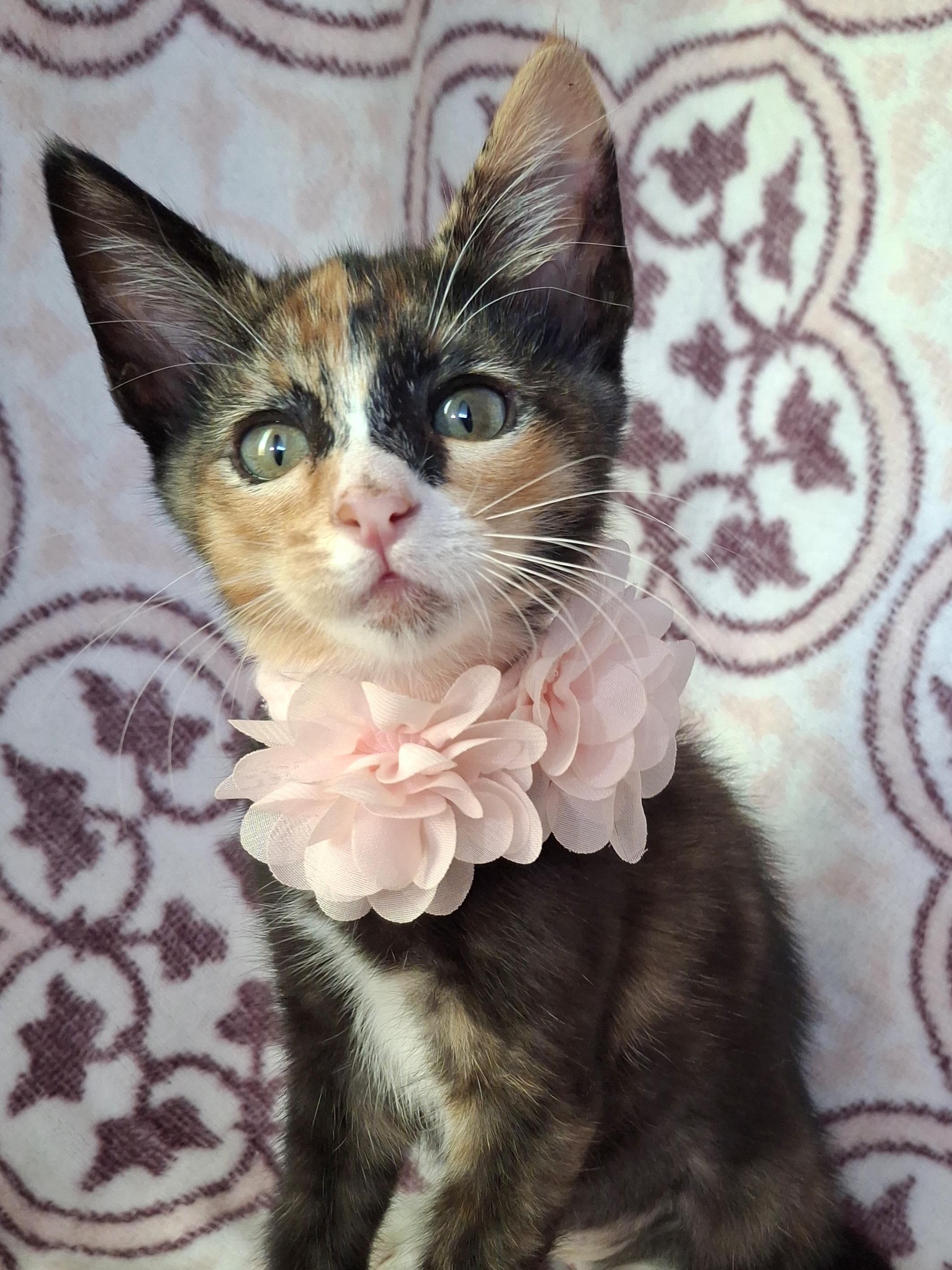 Enlarge Matcha, an adopted mixed breed in Fullerton, CA image 2/5