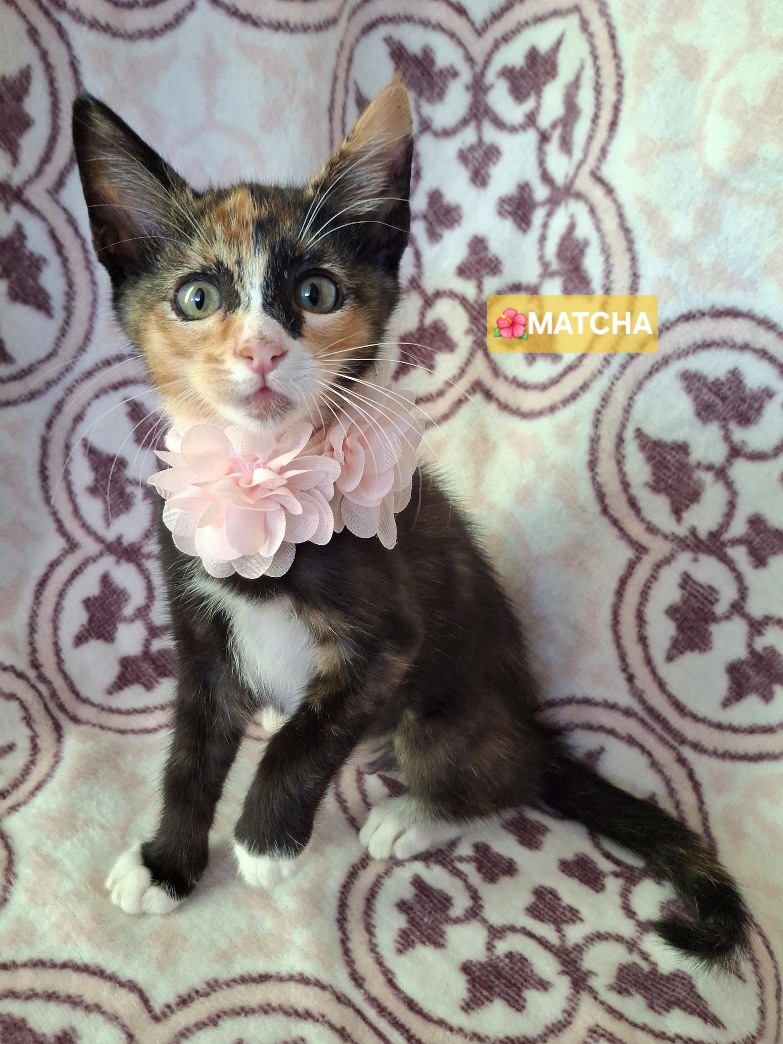 Enlarge Matcha, an adopted mixed breed in Fullerton, CA image 3/5