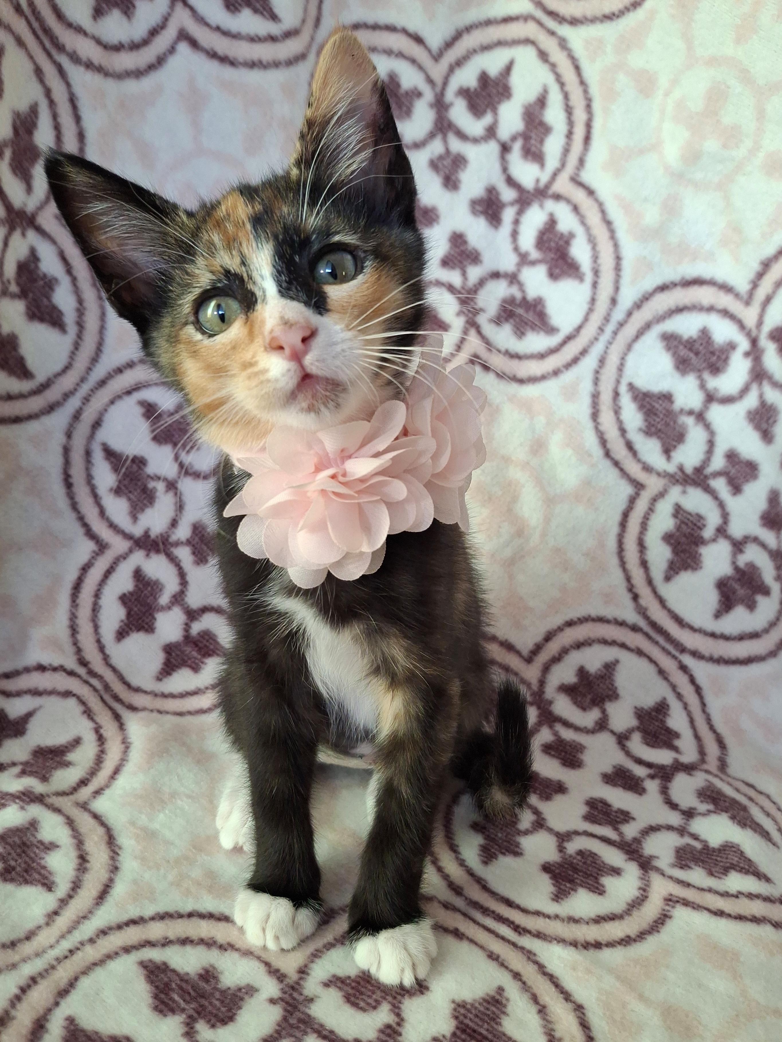 Enlarge Matcha, an adopted mixed breed in Fullerton, CA image 4/5