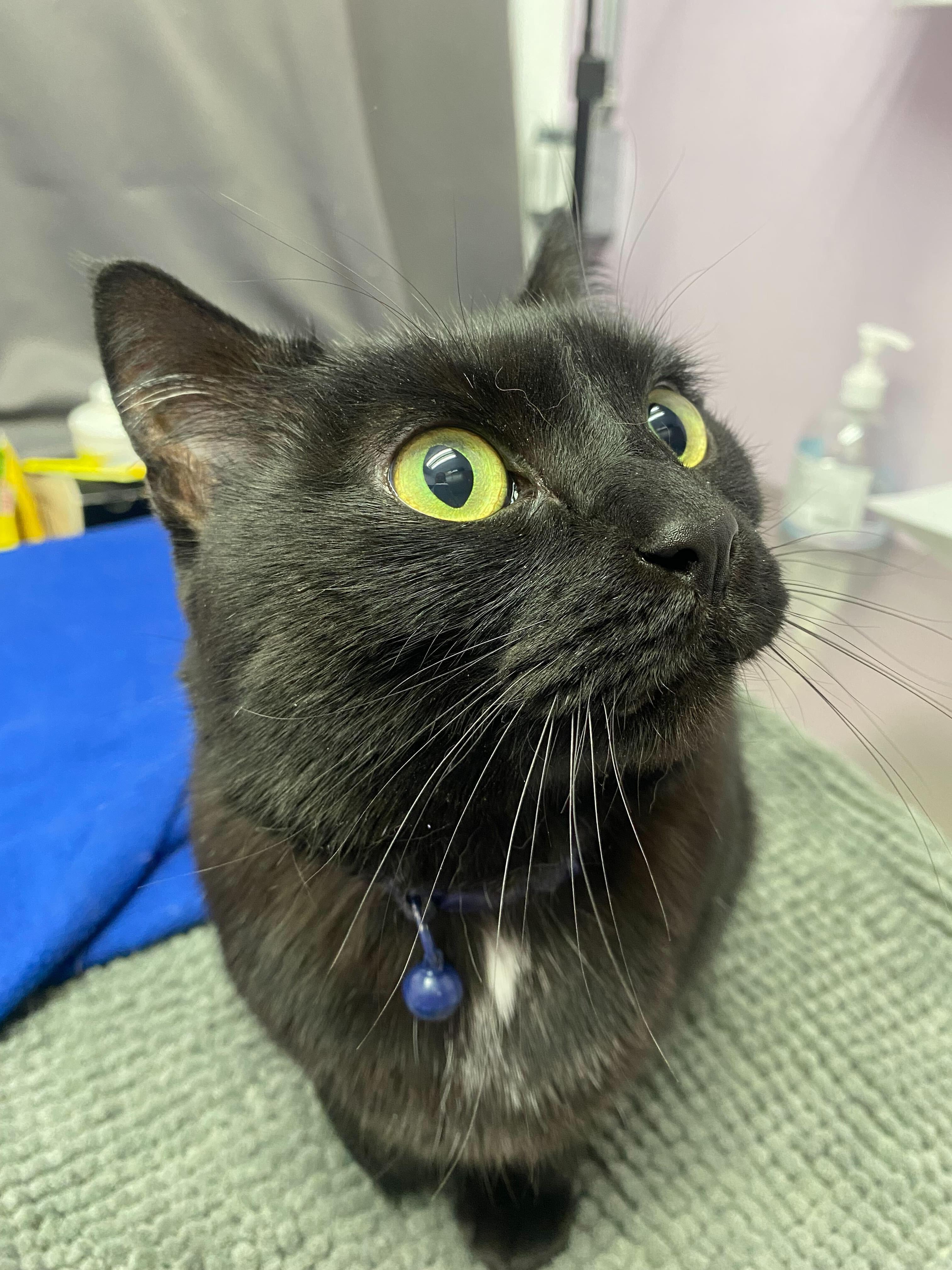 Enlarge Black Bean, a Adoptable mixed breed in Lakewood, CO image 1/1
