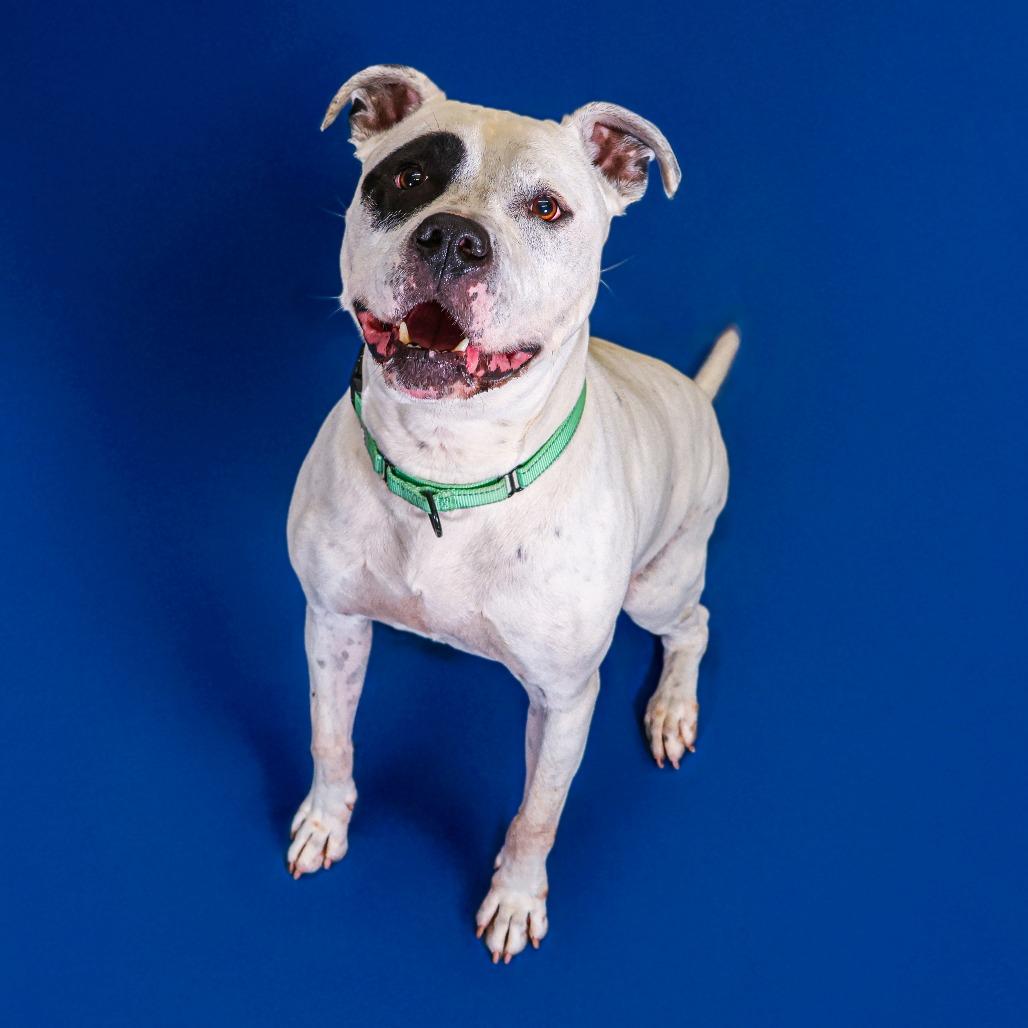 Enlarge Monte, a Adoptable mixed breed in Wilmington, DE image 1/6