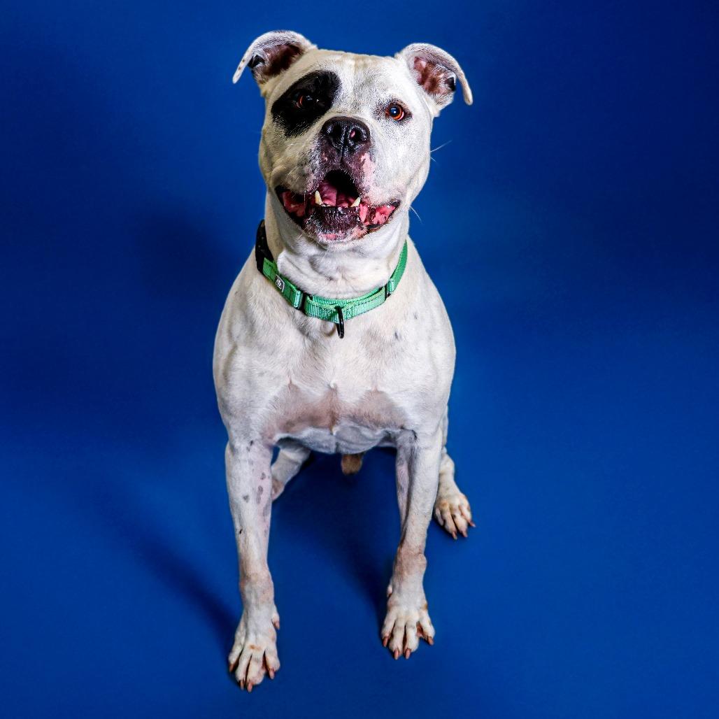 Enlarge Monte, a Adoptable mixed breed in Wilmington, DE image 5/6