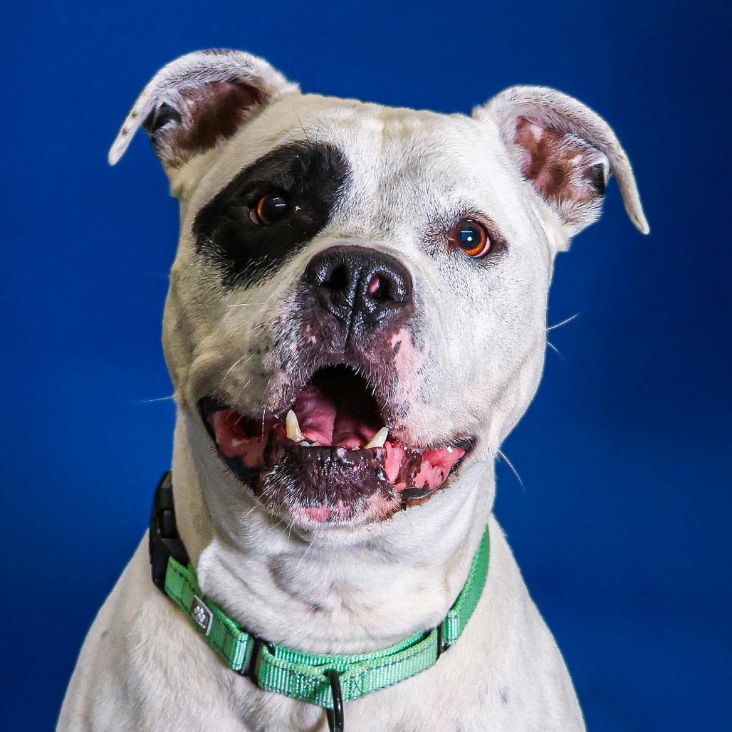 Enlarge Monte, a Adoptable mixed breed in Wilmington, DE image 6/6