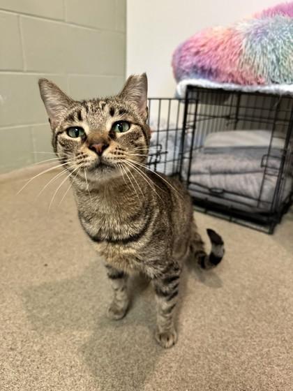 Brownie, Adoptable, Adult Female Domestic Short Hair & Domestic Short Hair.