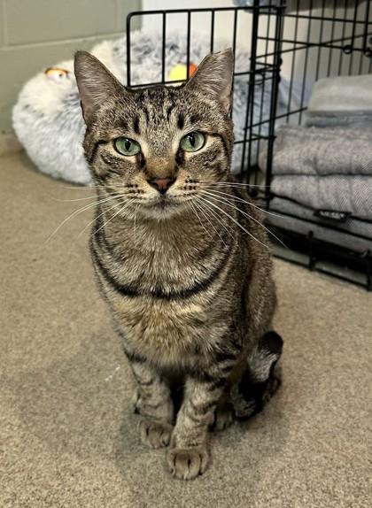 Brownie, Adoptable, Adult Female Domestic Short Hair & Domestic Short Hair.