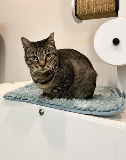 Brownie, Adoptable, Adult Female Domestic Short Hair & Domestic Short Hair.