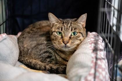 Enlarge Brownie, a Adoptable Domestic Short Hair in Palm Coast, FL image 2/3