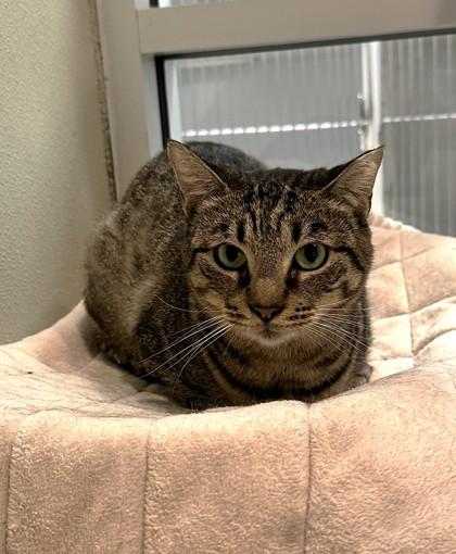 Enlarge Brownie, a Adoptable Domestic Short Hair in Palm Coast, FL image 1/3