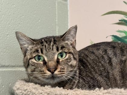 Enlarge Brownie, a Adoptable Domestic Short Hair in Palm Coast, FL image 2/3