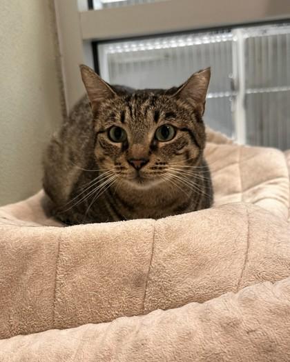 Enlarge Brownie, a Adoptable Domestic Short Hair in Palm Coast, FL image 3/3