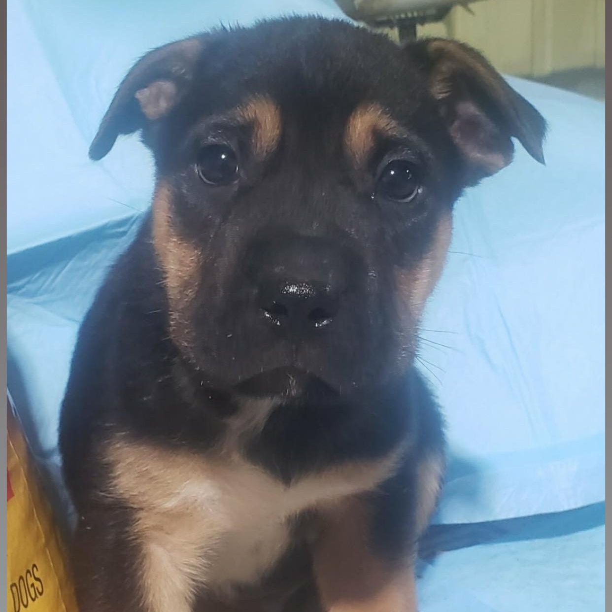 Enlarge Bolt, an adopted mixed breed in Barkhamsted, CT image 1/1