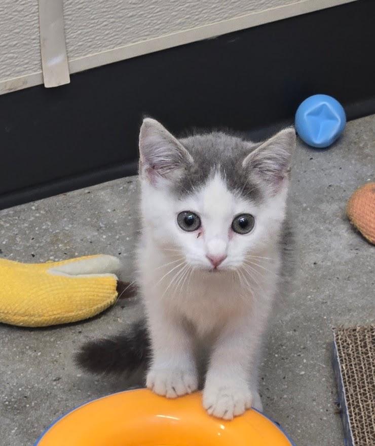 Enlarge Raindrop, an adopted Domestic Short Hair in New Rochelle, NY image 2/2