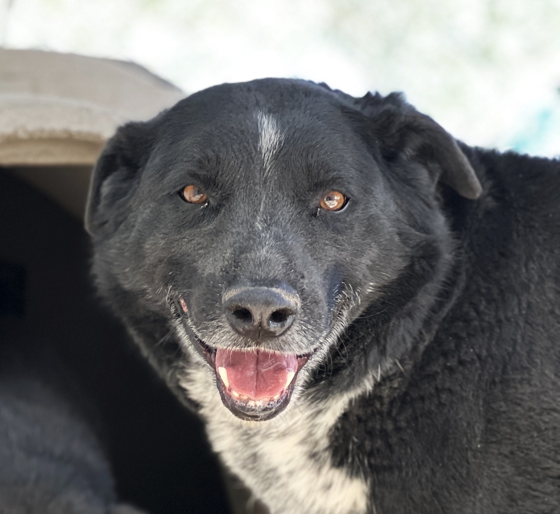Enlarge Sage, a Adoptable Border Collie in Hagerman, NM image 1/2