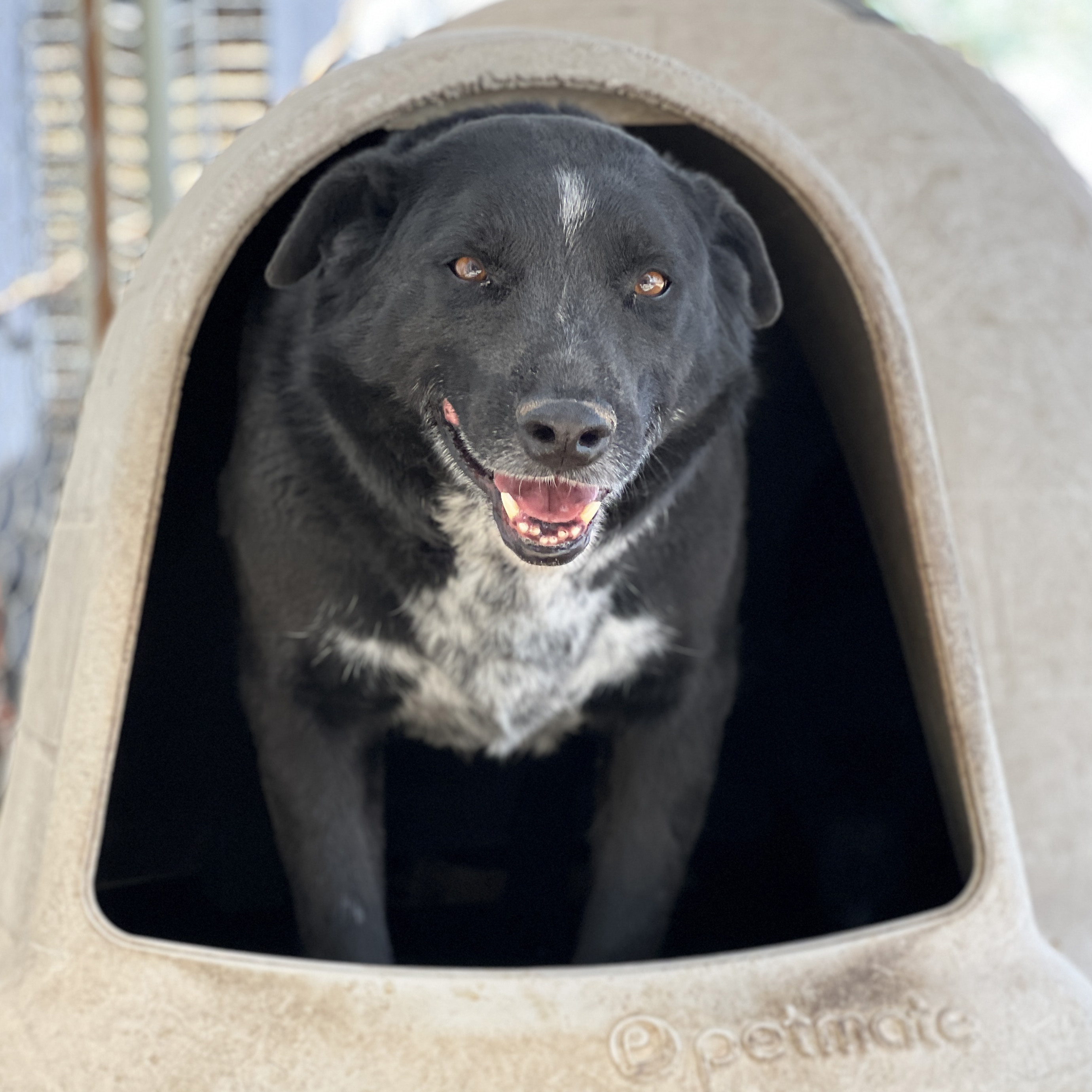 Enlarge Sage, a Adoptable Border Collie in Hagerman, NM image 2/2