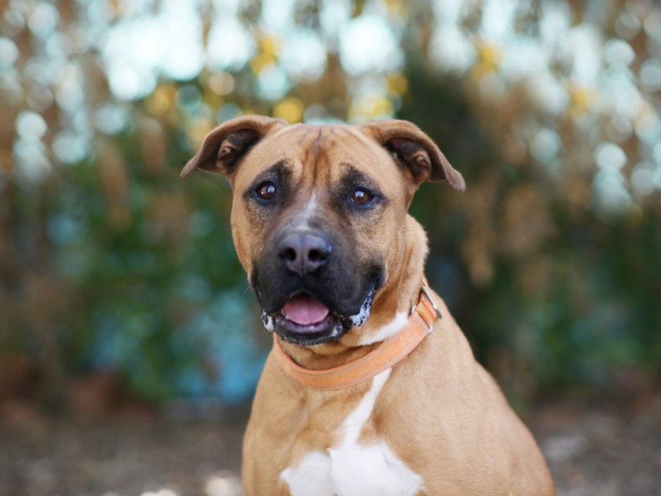 Enlarge MARCO, a Adoptable Boxer in Tavares, FL image 1/1