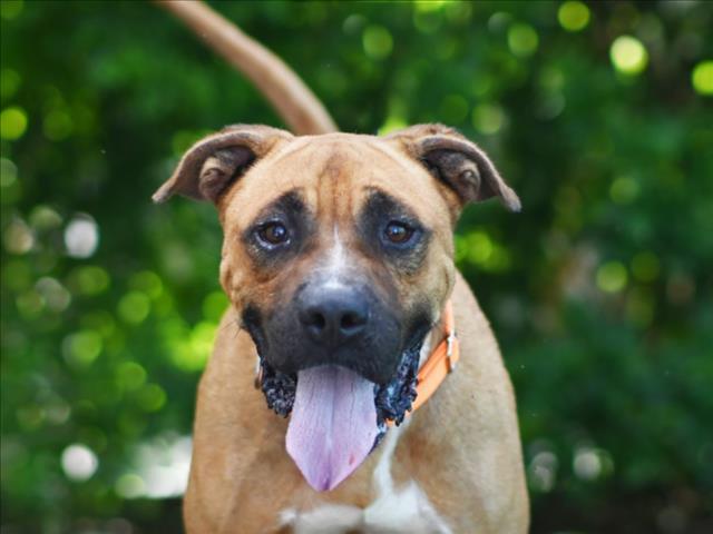 MARCO, Adoptable, Adult Male Boxer.