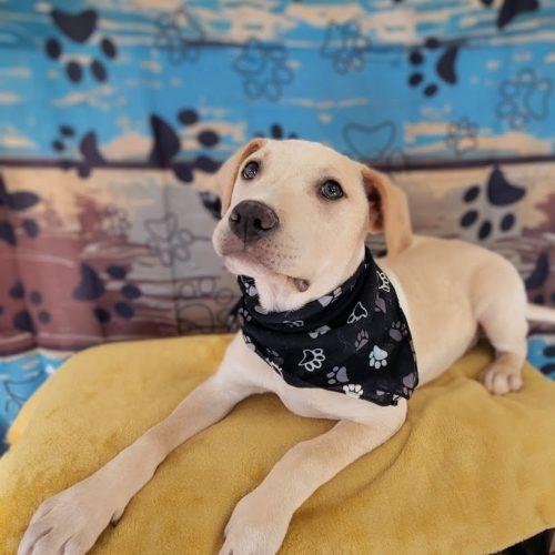 Enlarge Wolfie, a Adoptable mixed breed in Leesburg, AL image 1/3