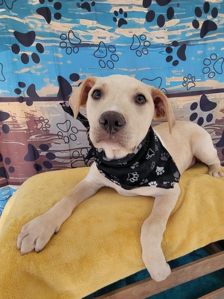 Enlarge Wolfie, a Adoptable mixed breed in Leesburg, AL image 2/3