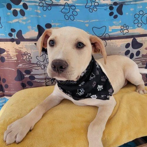 Enlarge Wolfie, a Adoptable mixed breed in Leesburg, AL image 3/3