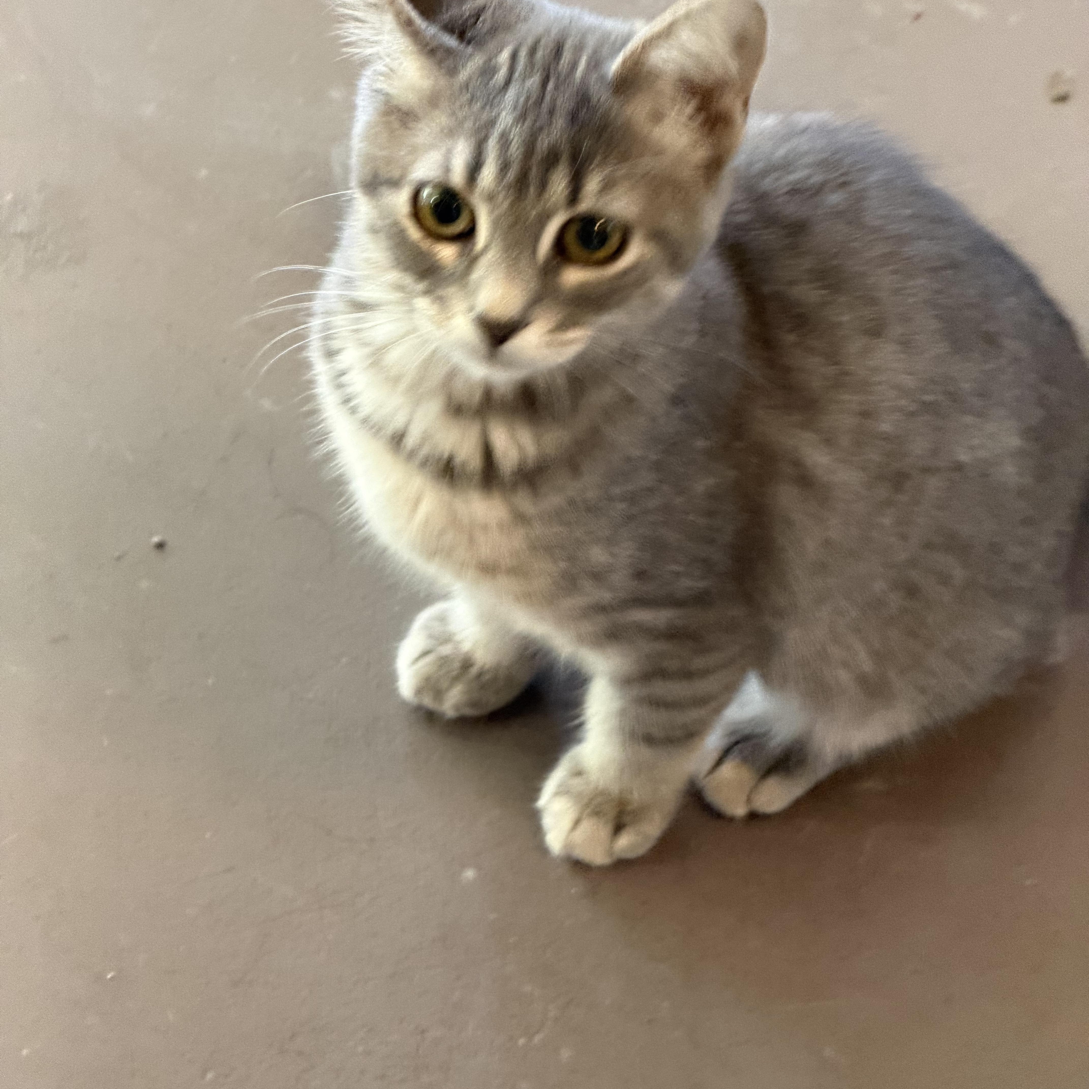 Mel, Adoptable, Kitten Female Domestic Short Hair.