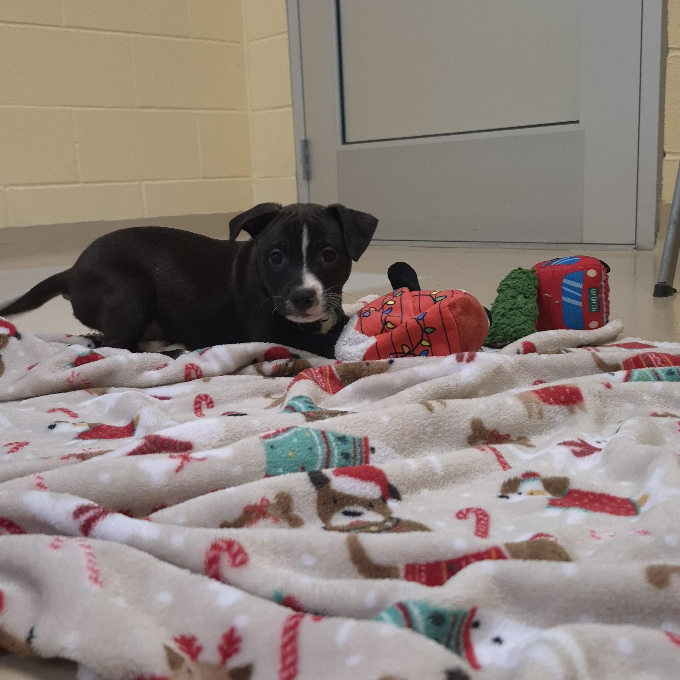 Axe Woves, ADOPTABLE, Young Male Boxer.