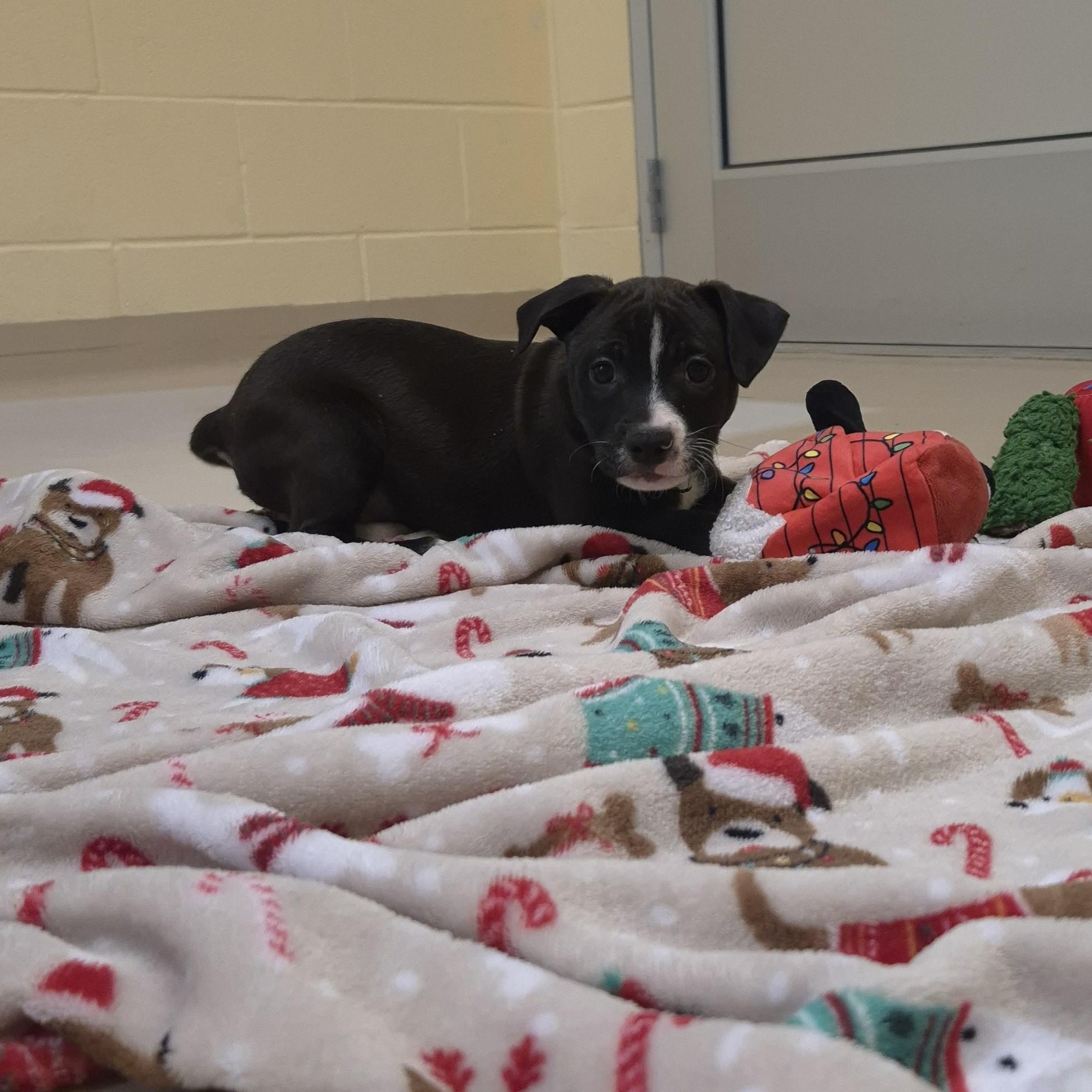 Axe Woves, a ADOPTABLE mixed breed in Schertz, TX image 2/3