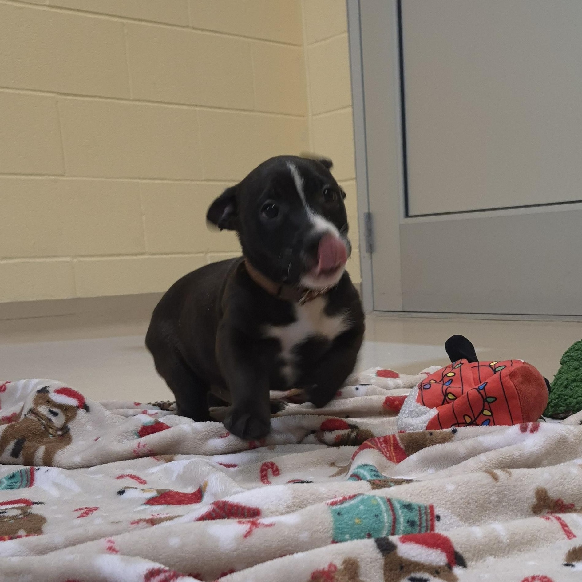 Axe Woves, a ADOPTABLE mixed breed in Schertz, TX image 3/3