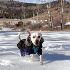 Freddy, ADOPTABLE, Young Male Chihuahua.
