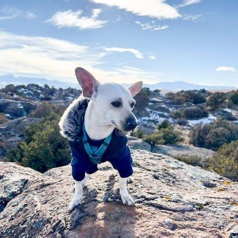 Enlarge Freddy, a ADOPTABLE mixed breed in Southport, CT image 2/6