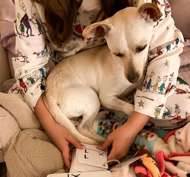 Enlarge Freddy, a ADOPTABLE mixed breed in Southport, CT image 3/6