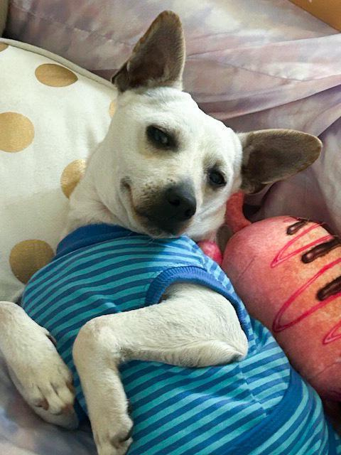 Enlarge Freddy, a ADOPTABLE mixed breed in Southport, CT image 4/6