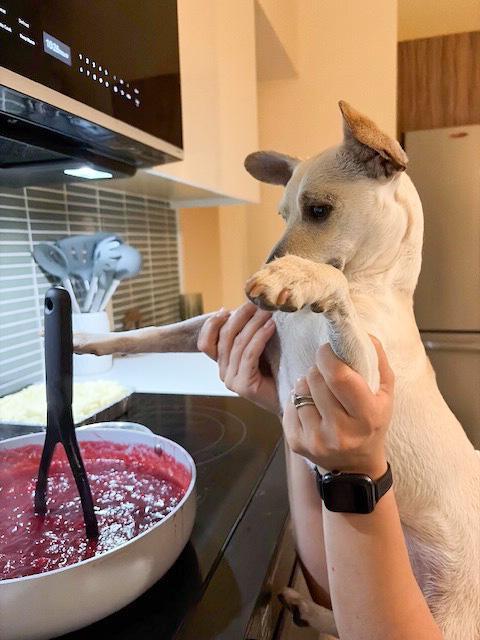 Enlarge Freddy, a ADOPTABLE mixed breed in Southport, CT image 5/6