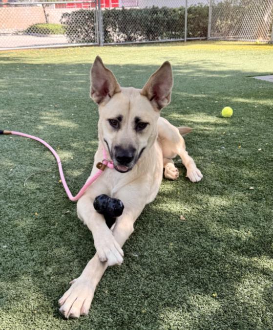 Enlarge MONROE, a Adoptable mixed breed in Chatsworth, CA image 1/1