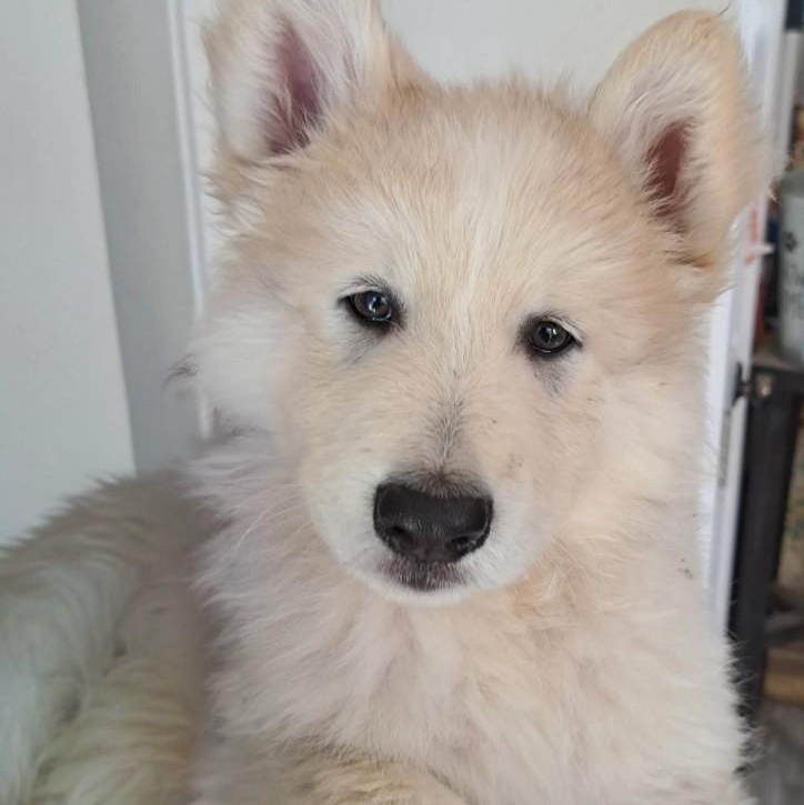 Shepsky male, Adopted, Puppy Male Shepherd & Husky.