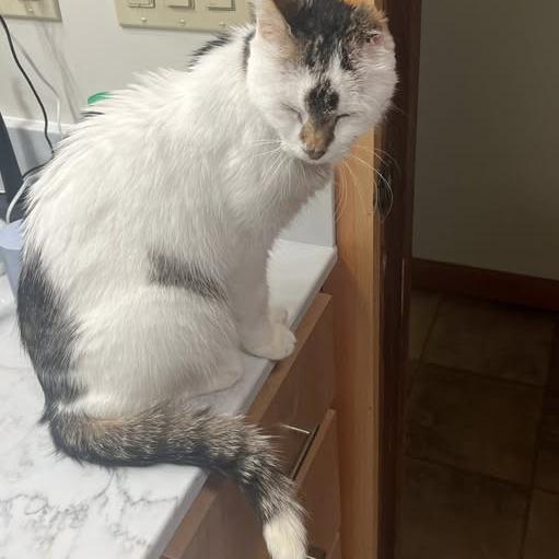 Sargeant Rogue, Adoptable, Adult Male American Shorthair.