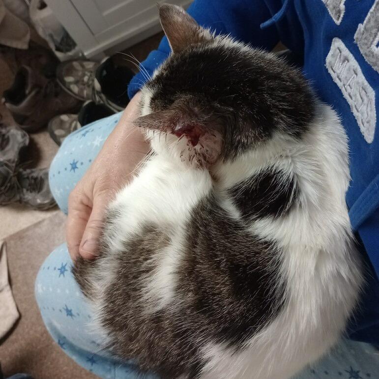 Sargeant Rogue, Adoptable, Adult Male American Shorthair.