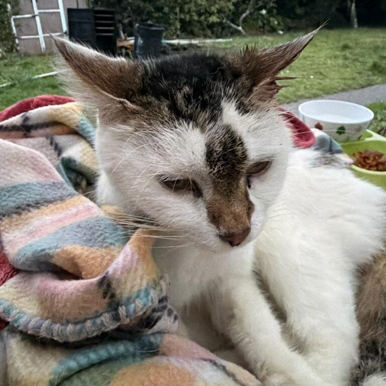 Enlarge Sargeant Rogue, a Adoptable American Shorthair in Coos Bay, OR image 2/2