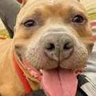 BUDDY- Needs a forever home!