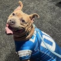 BUDDY- Needs a forever home!