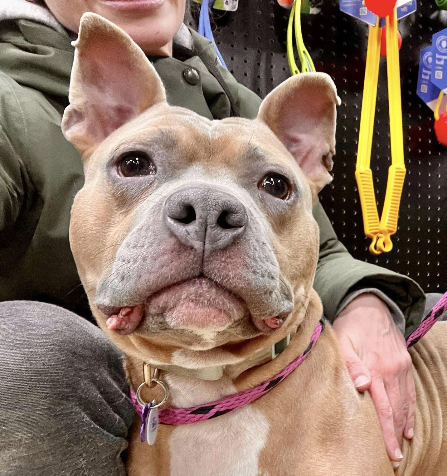 BUDDY- Needs a foster/forever home! — thumbnail 2