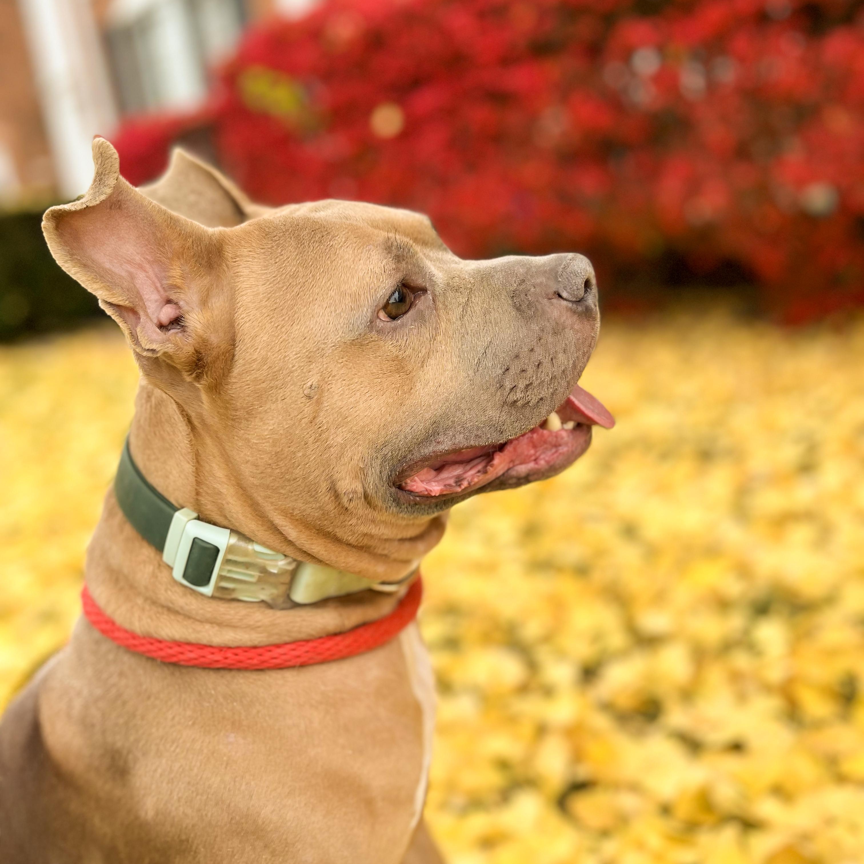 BUDDY- Needs a foster/forever home! — thumbnail 3