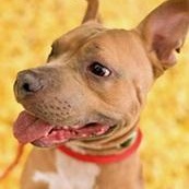 BUDDY- Needs a forever home!