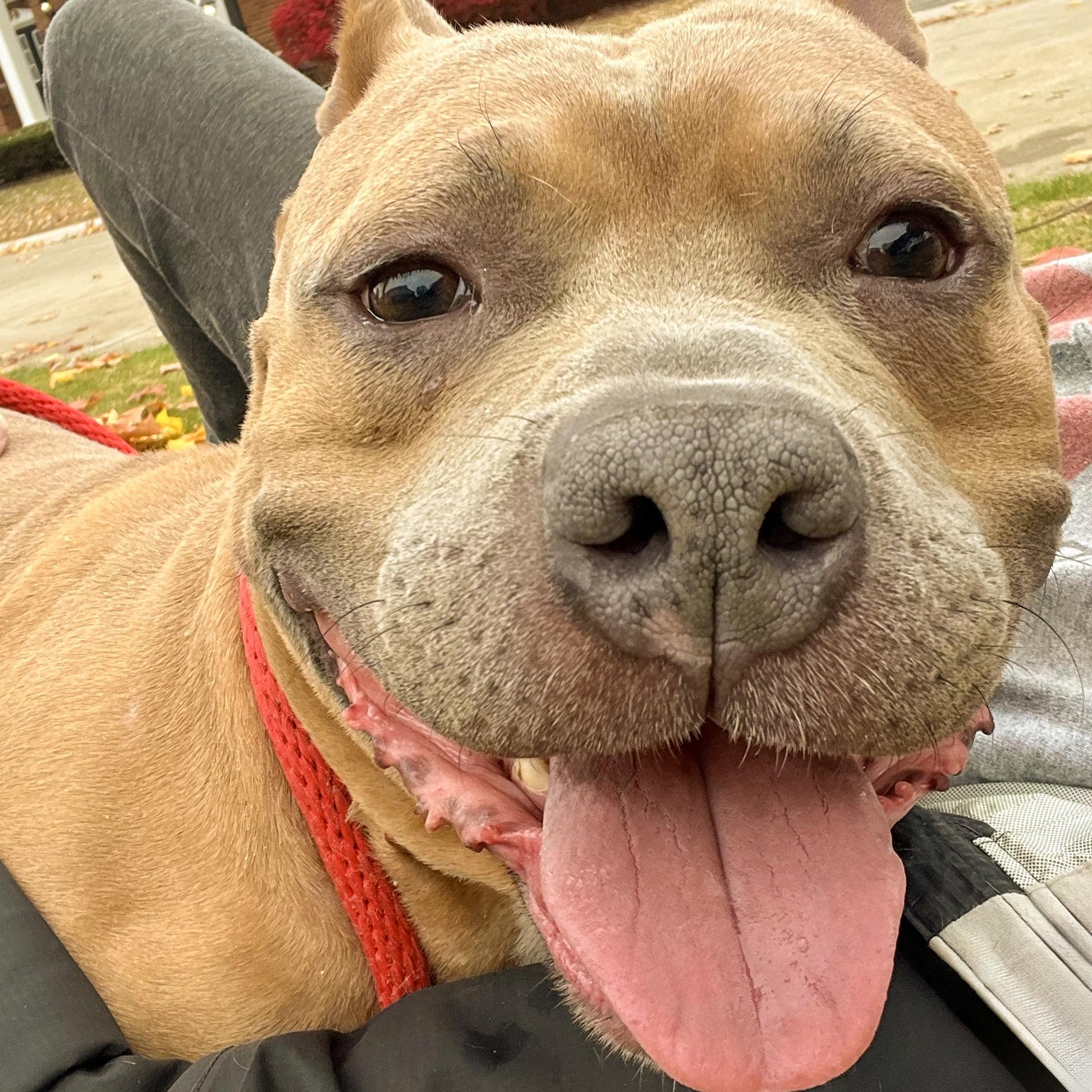 BUDDY- Needs a foster/forever home! — thumbnail 4